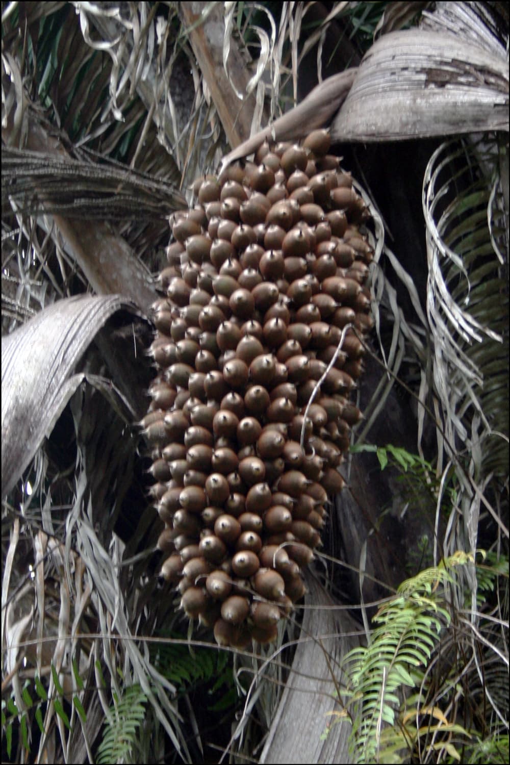 A large, brown cluster of seed-like fruits hangs from a tree against a backdrop of palm fronds.