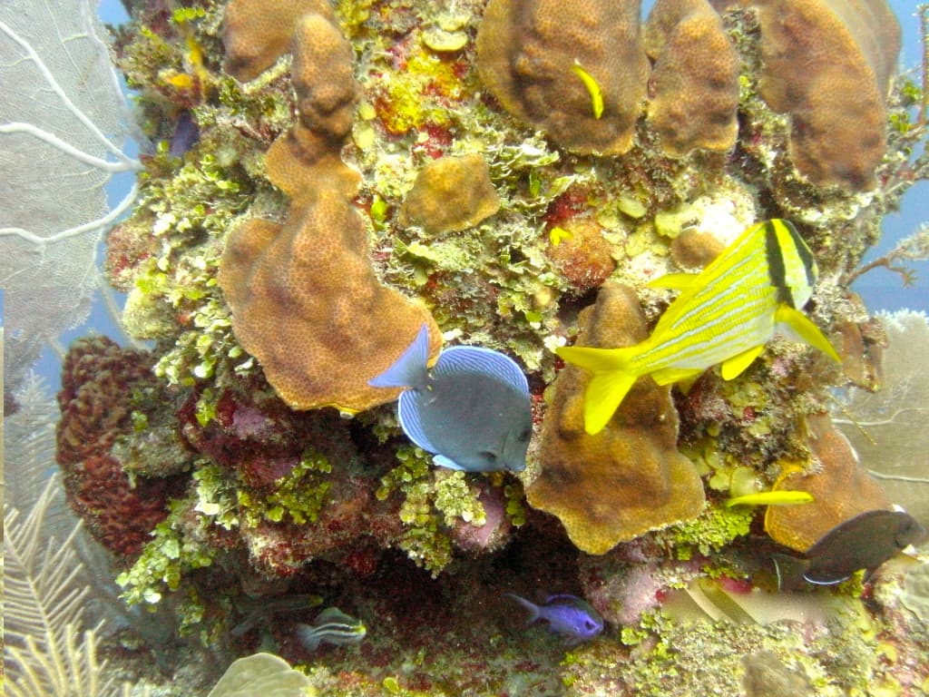A vibrant coral reef teeming with colorful fish, including a blue fish and a yellow-striped fish.