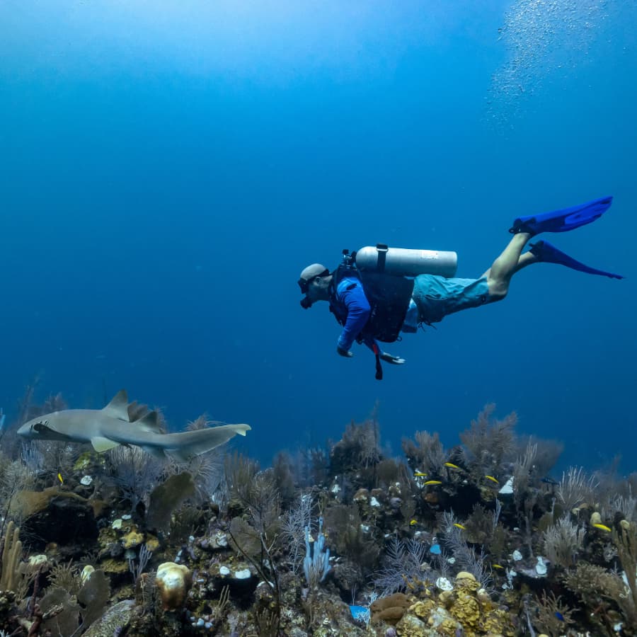 A diver explores an underwater scene alongside a shark amidst coral.