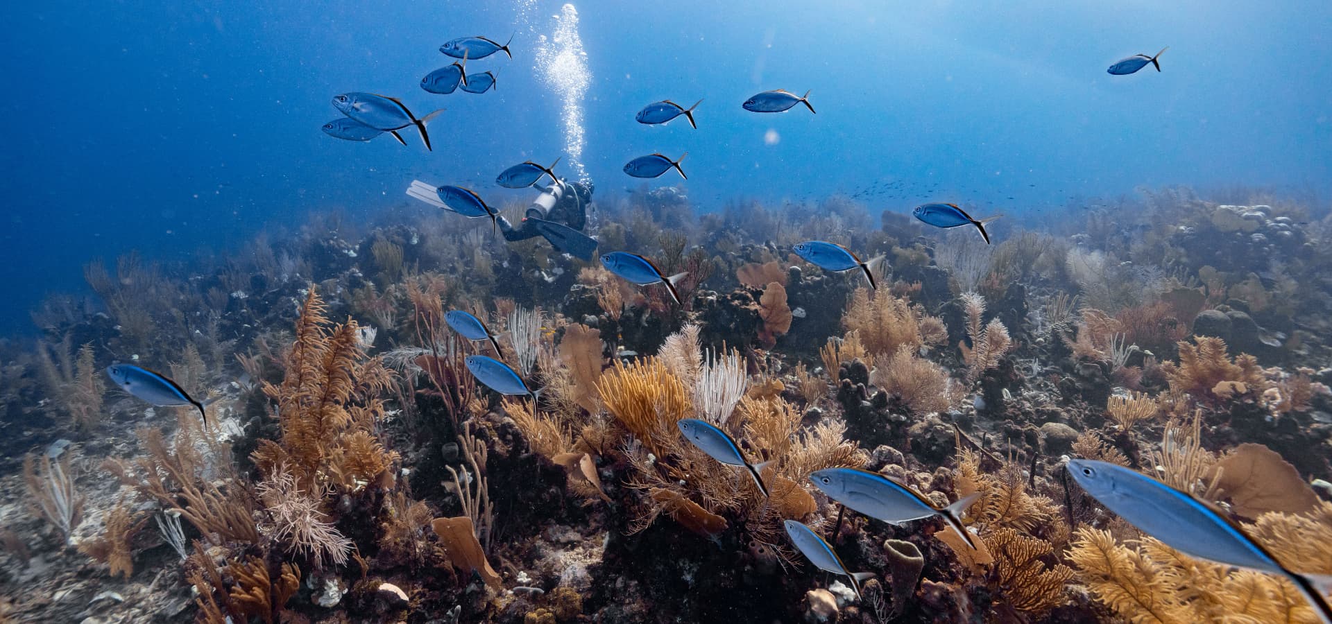 A scuba diver surrounded by schools of fish in a vibrant coral reef underwater scene.