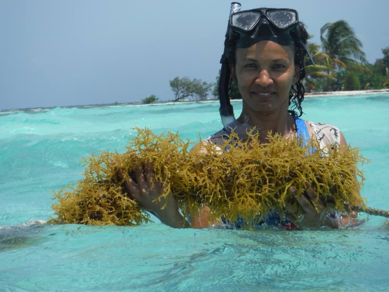 A person in snorkeling gear holds a large piece of seaweed while standing in clear turquoise water. A person in snorkeling gear holds a large piece of seaweed while standing in clear turquoise water.
