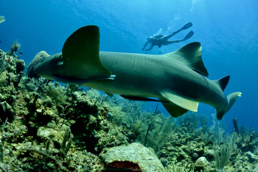 A diver swims above a large shark in a vibrant coral reef.