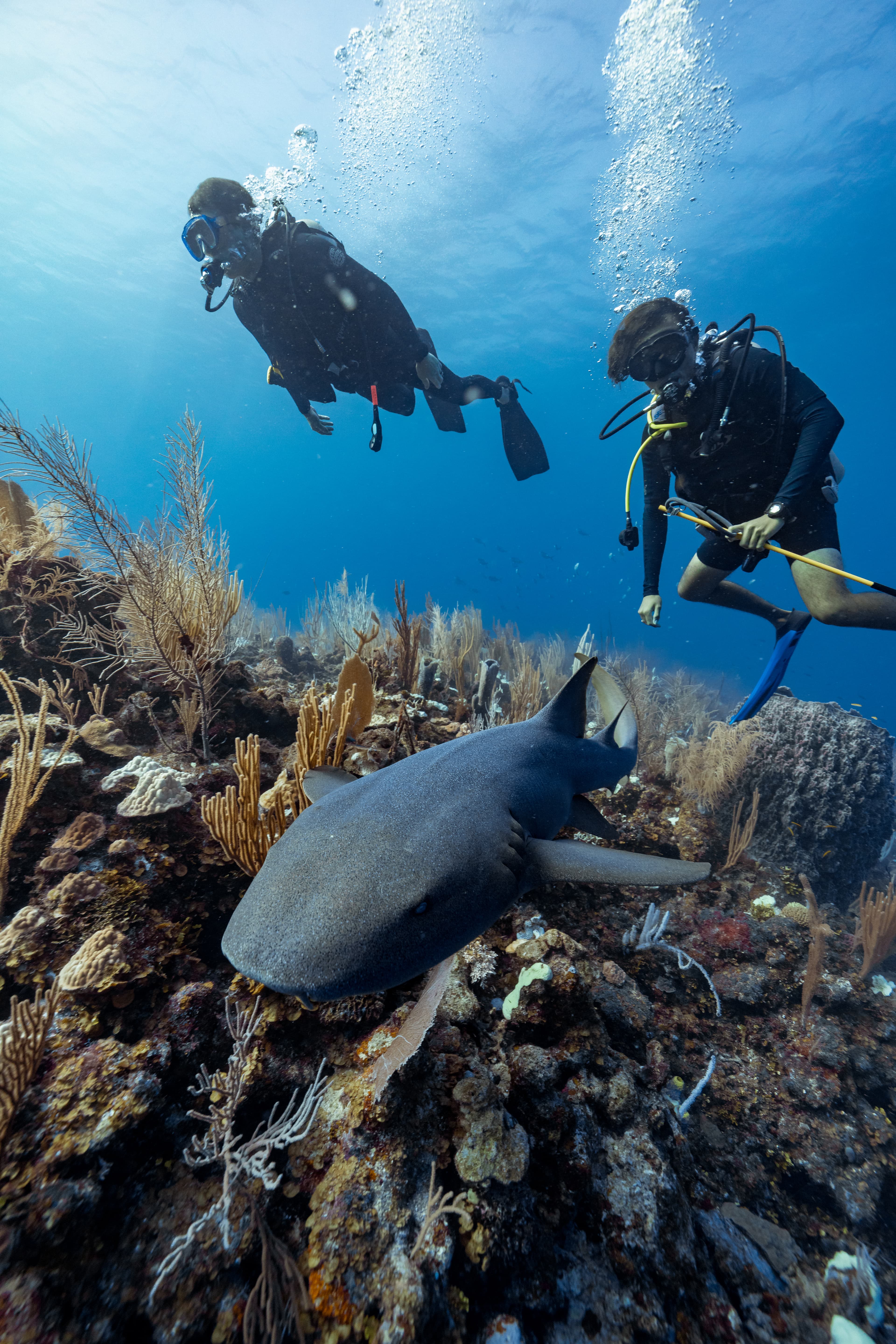 Two scuba divers swim over a coral reef while a shark rests on the ocean floor.
