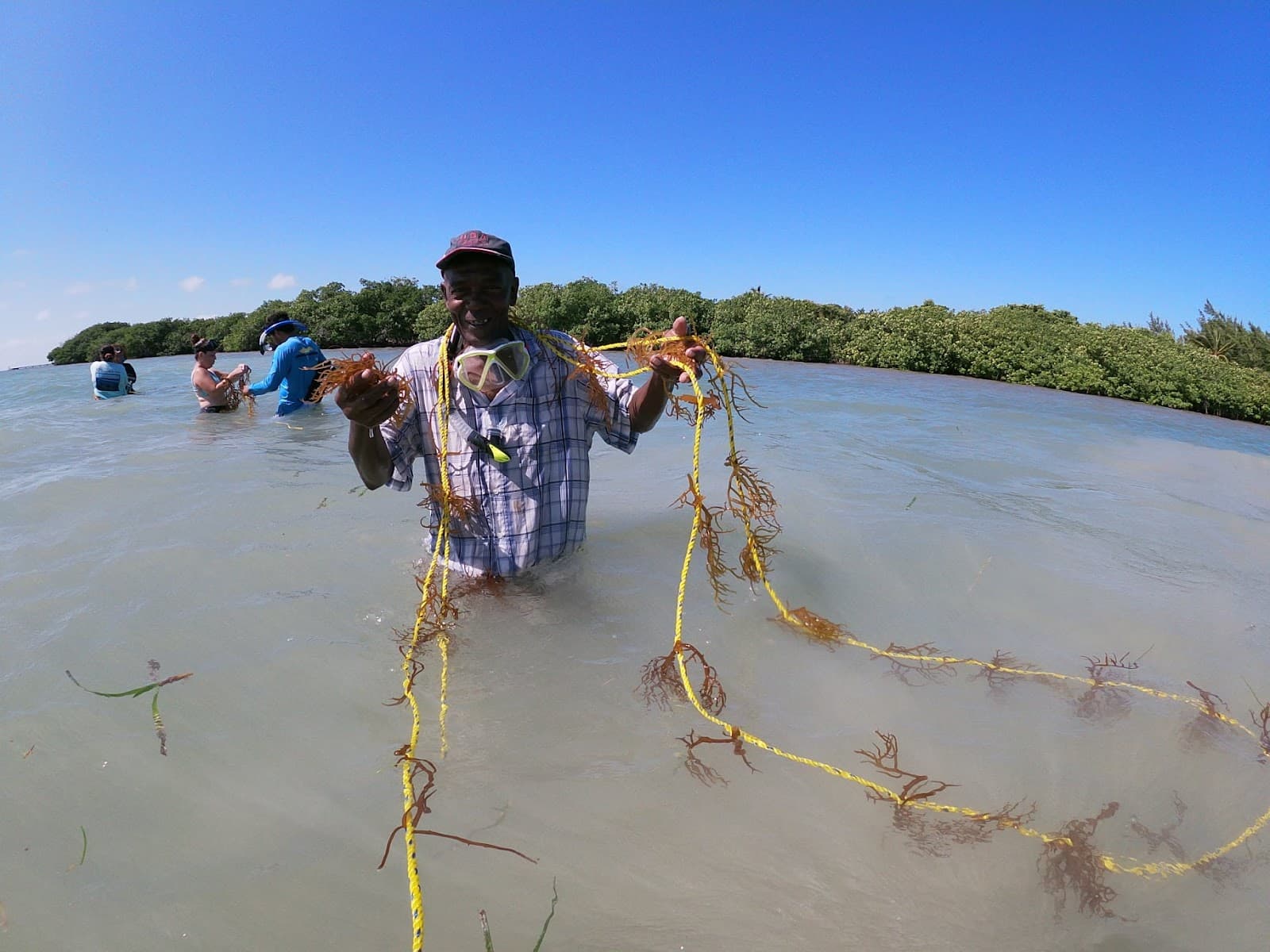 A person stands in shallow water holding strands of seaweed, with others in the background collecting more.