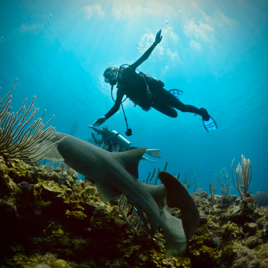 A diver swims near a shark amidst underwater coral formations.