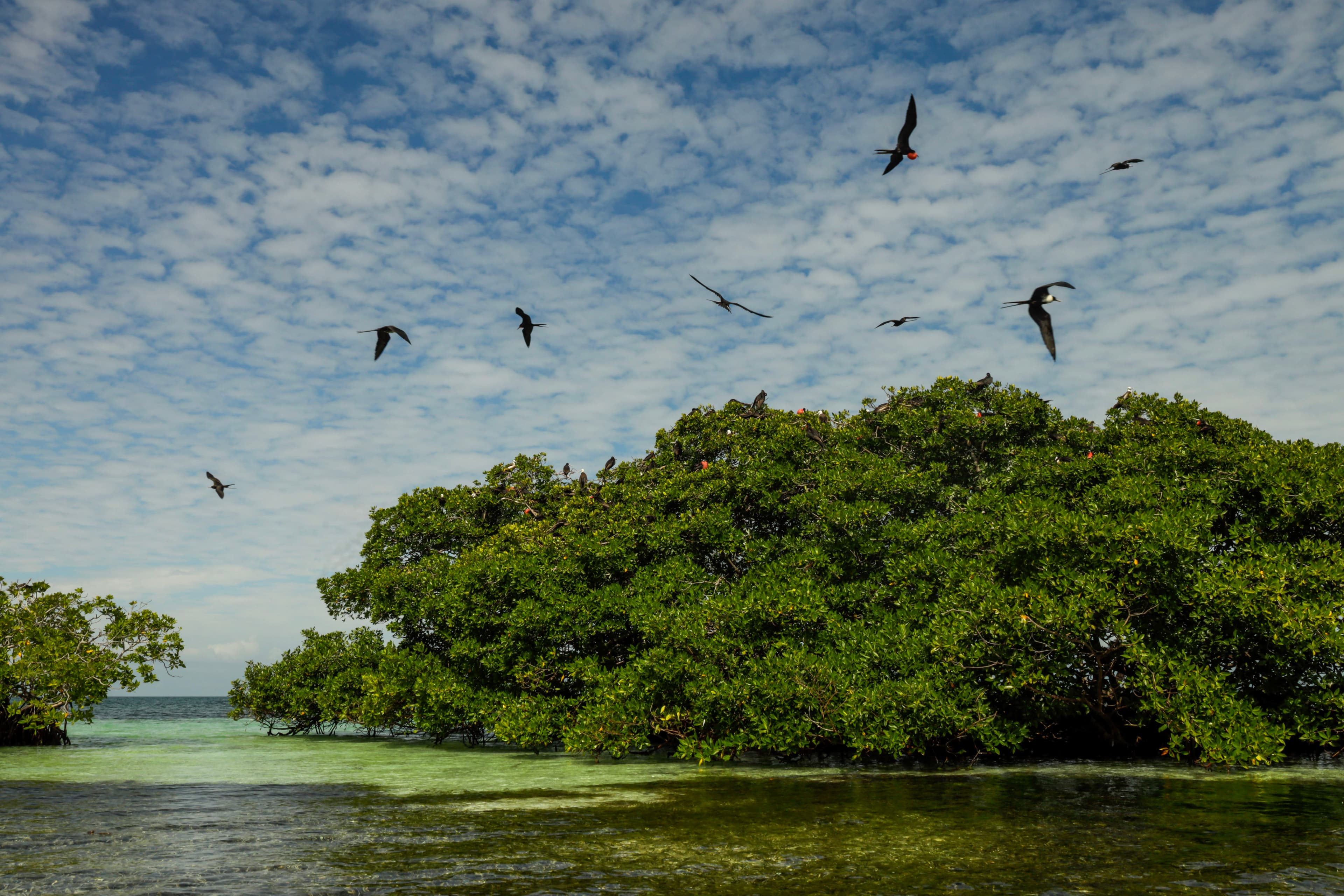 A mangrove tree stands by the clear water with several birds flying above against a cloudy sky.