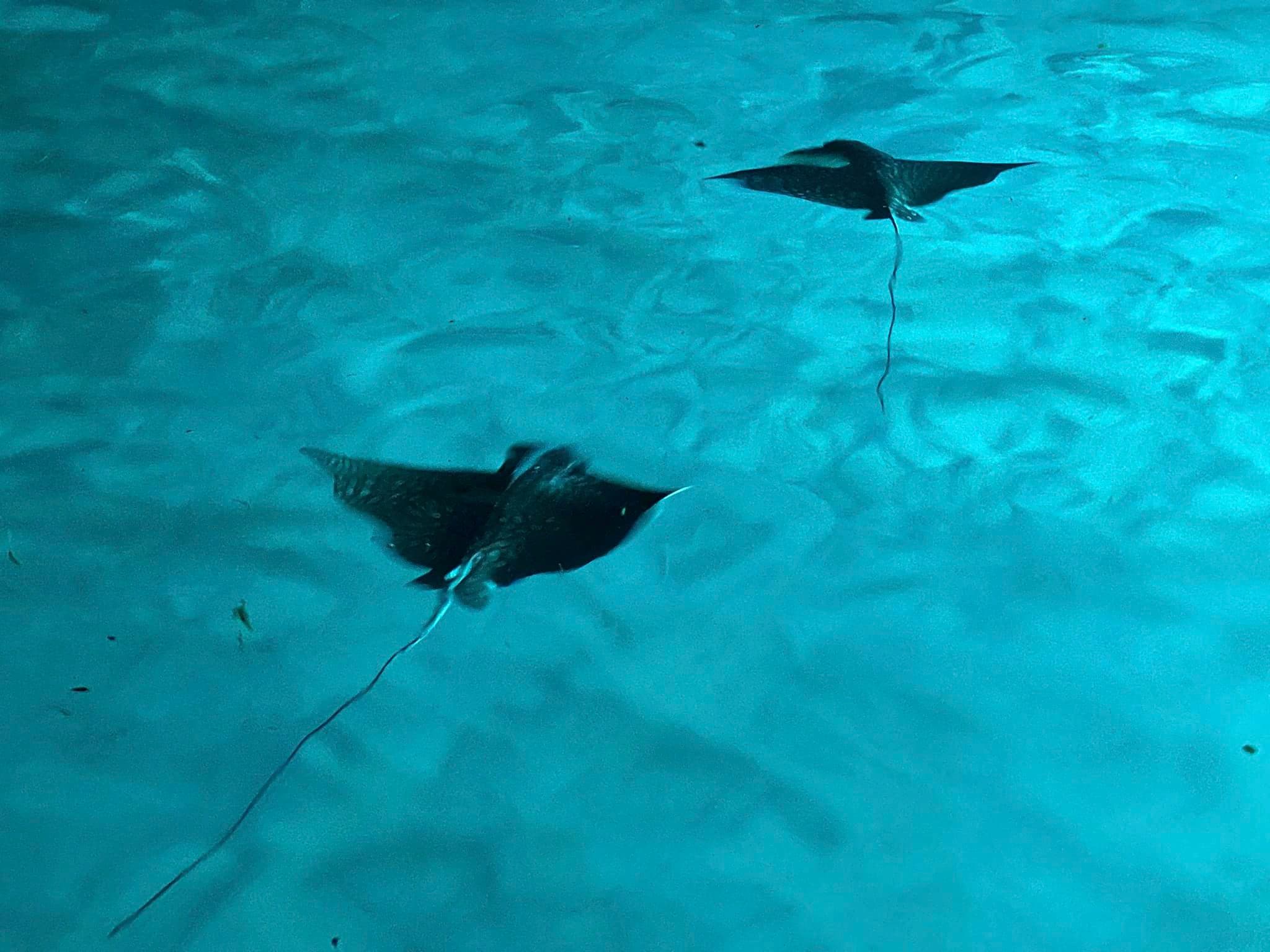Two stingrays swim gracefully in clear blue water.