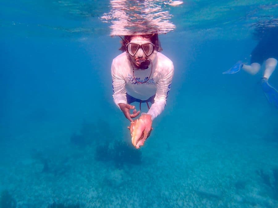 A diver holds a conch shell underwater.