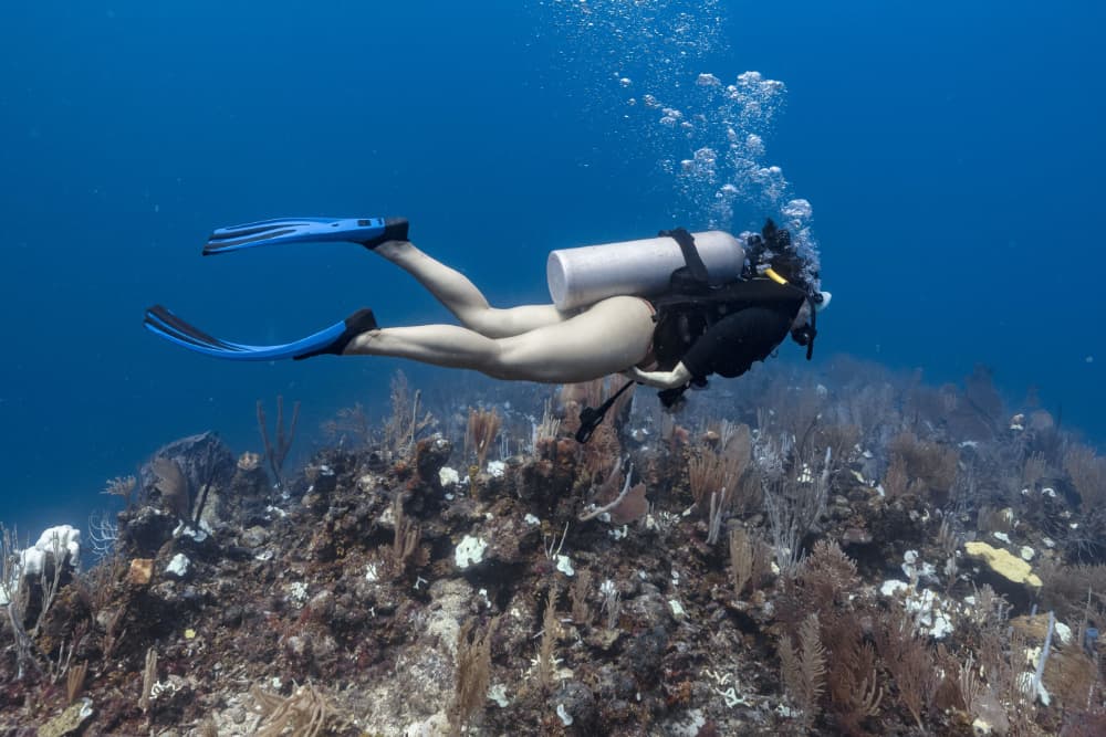 A diver swims above a vibrant coral reef.