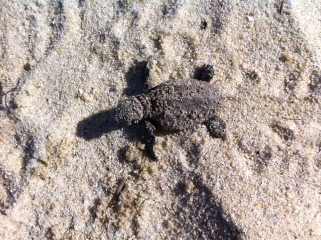 A small turtle covered in sand crawls across a beach.