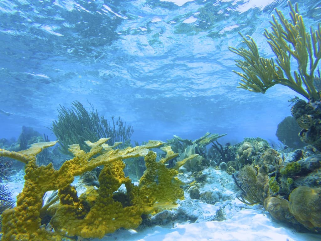 Underwater view of vibrant coral reefs with clear blue water above.