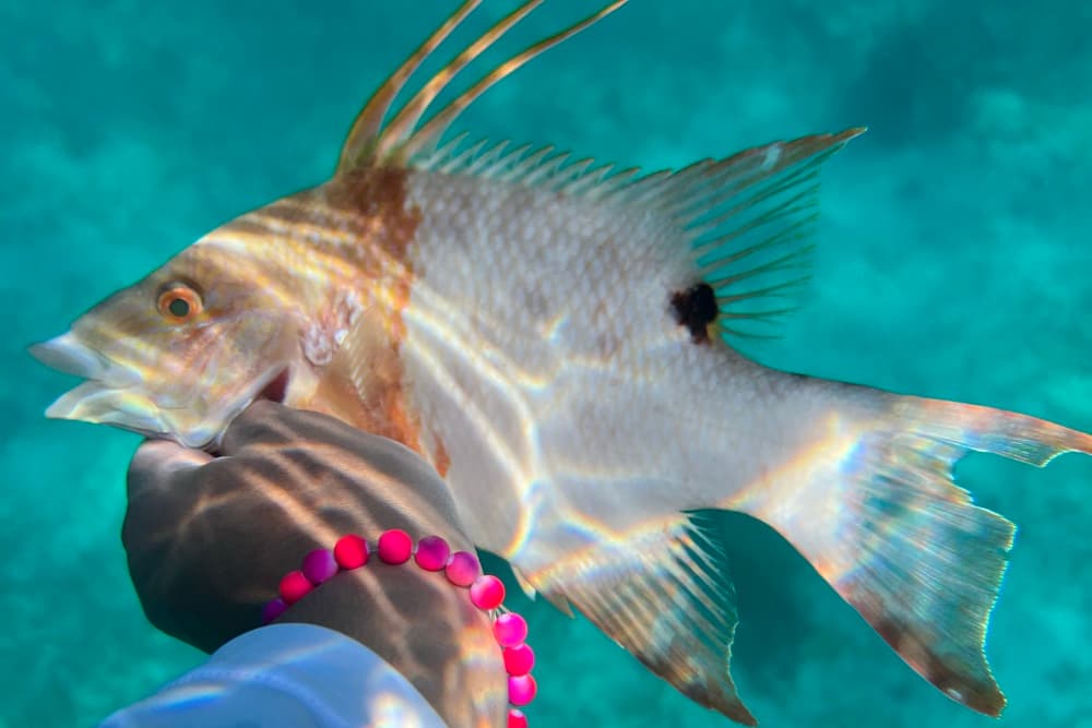 A person holding a fish underwater, sunlight creating reflections on the water's surface.