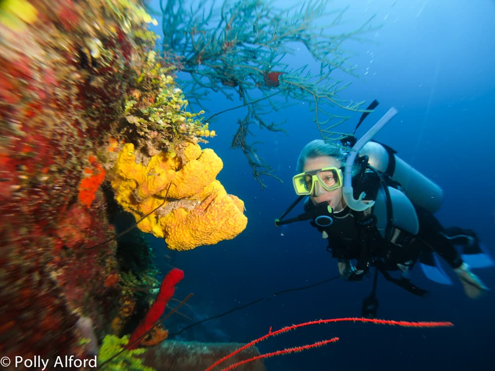 A diver explores a colorful coral reef underwater.