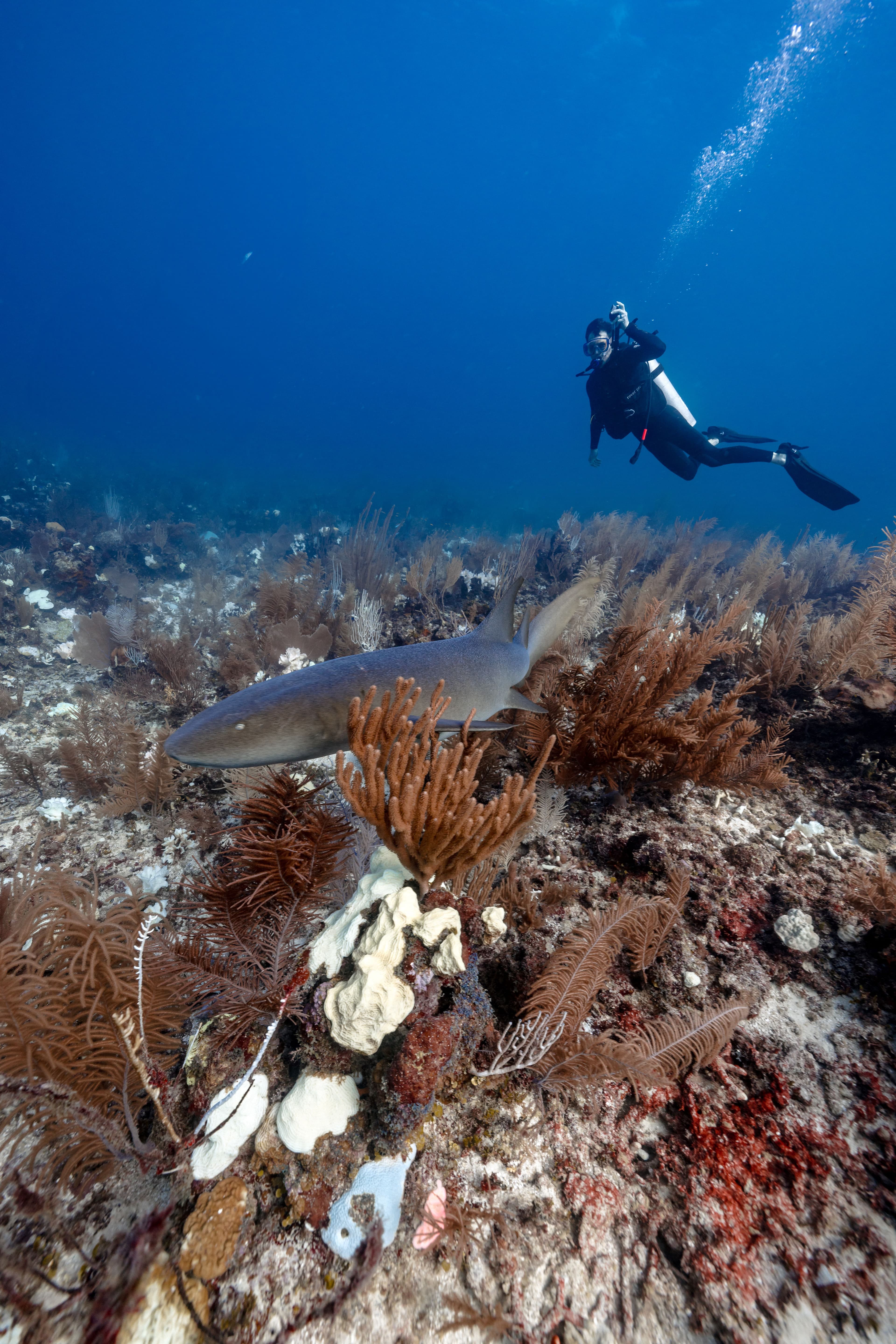 A diver swims above a coral reef while a shark glides nearby.