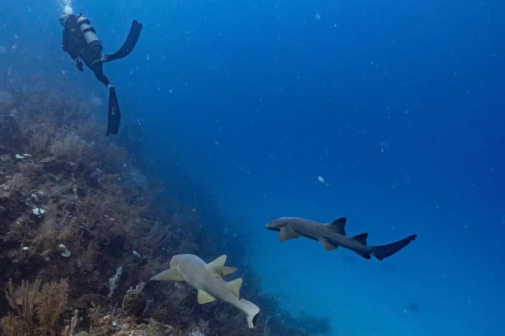 A diver swims alongside two sharks in a clear blue ocean.