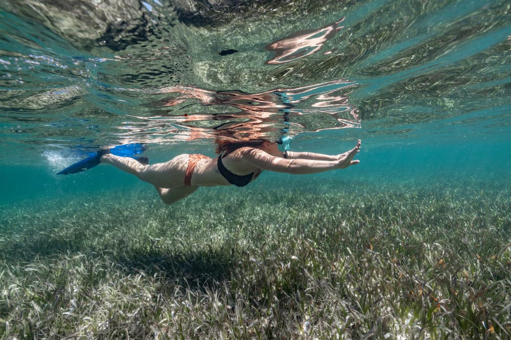 A person swims underwater near seagrass, with sunlight filtering through the water's surface.