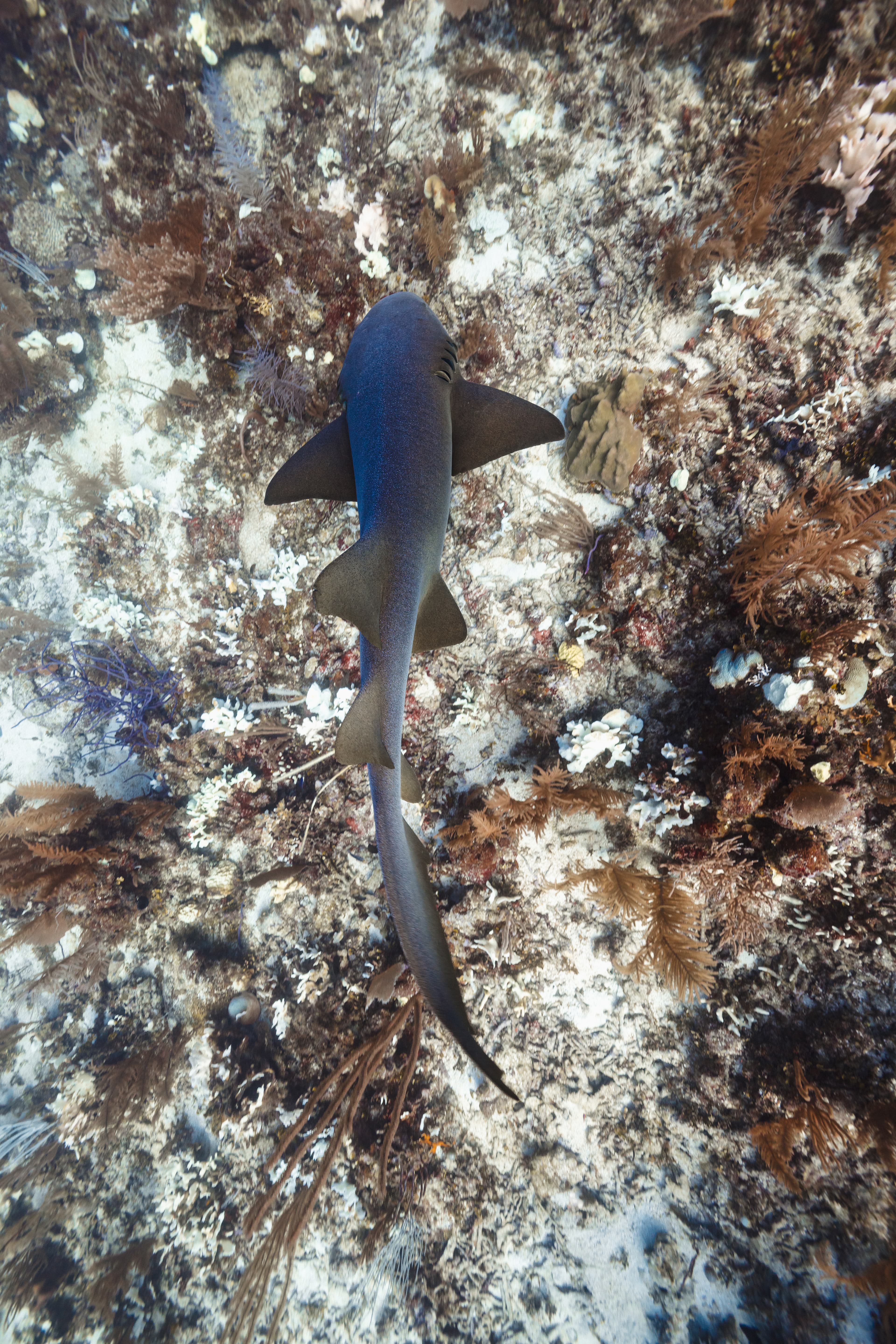 A small shark swims over a coral reef.
