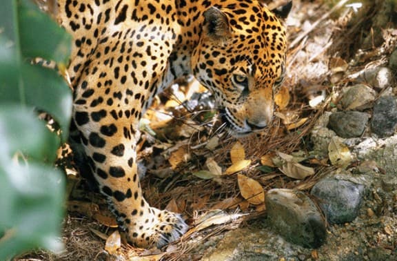 A jaguar prowls through a forest floor covered with leaves and stones. A jaguar prowls through a forest floor covered with leaves and stones.