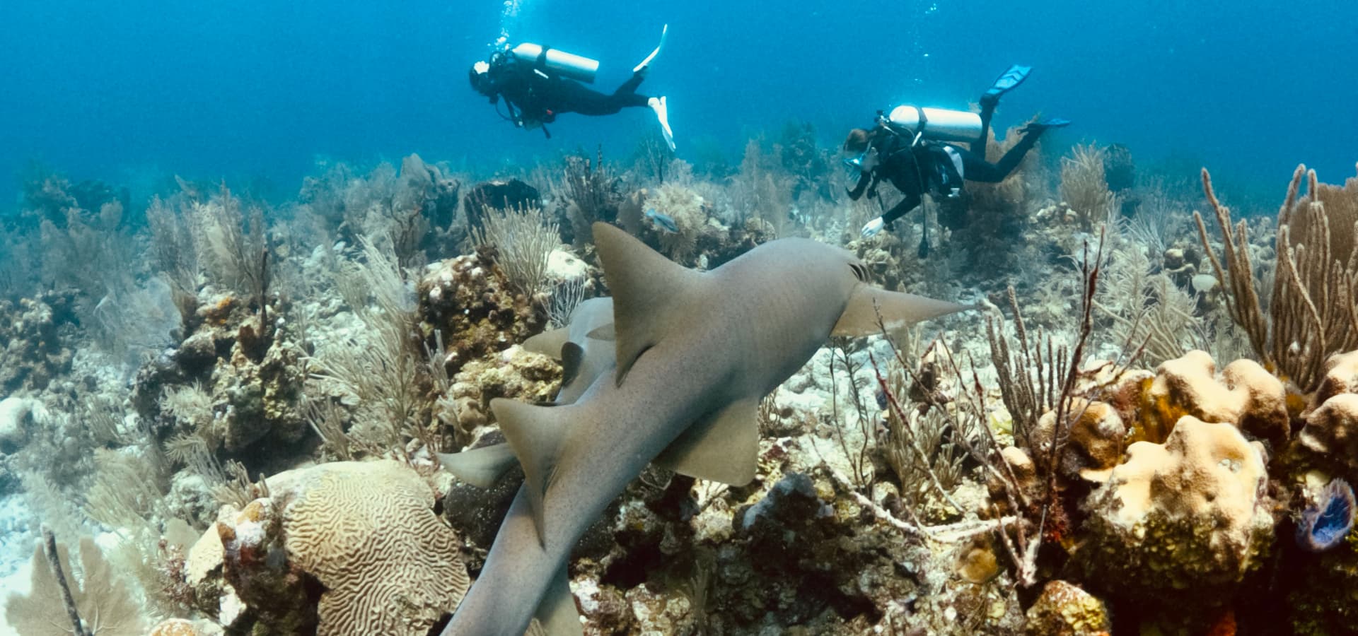 Two divers exploring a coral reef while a shark swims nearby.