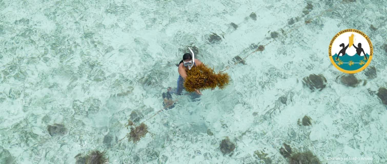 A person collects seaweed in shallow, clear water.
