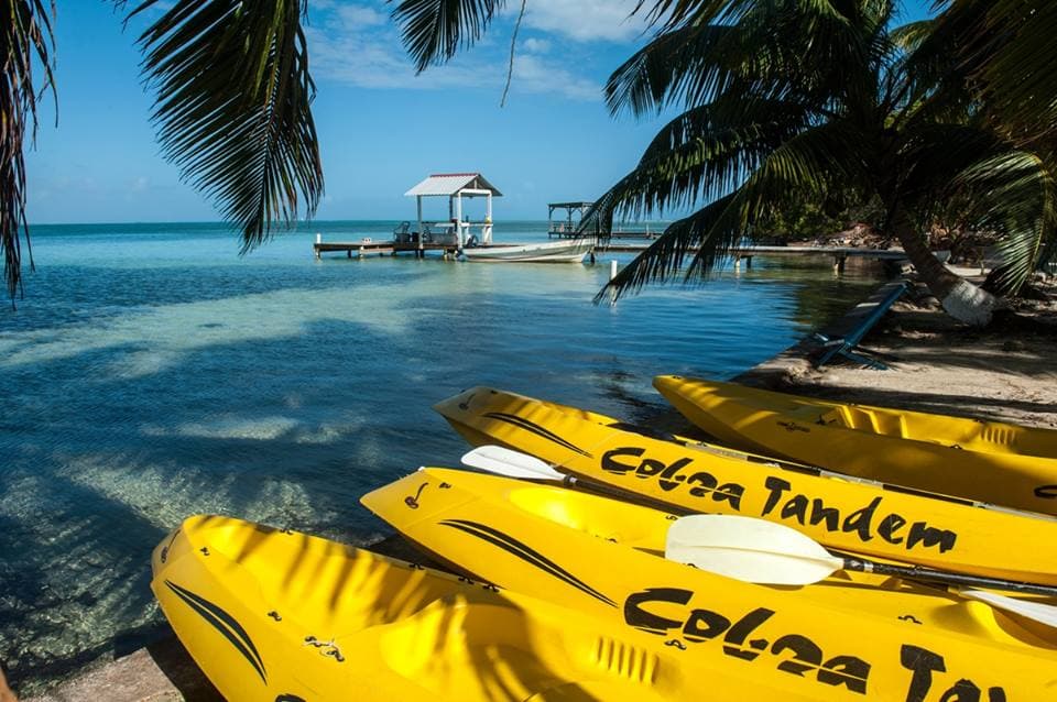 Yellow kayaks lined up on a sandy shore next to clear water and palm trees.