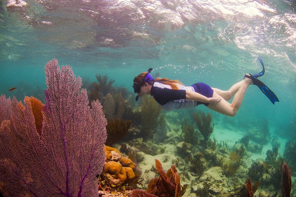 A swimmer dives below the surface of a clear ocean, surrounded by colorful coral and marine plants.