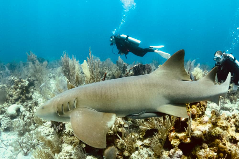 A nurse shark swims near two scuba divers in a coral reef.