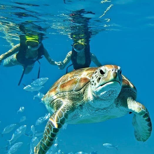 A sea turtle swims toward two snorkelers in clear blue water. A sea turtle swims toward two snorkelers in clear blue water.