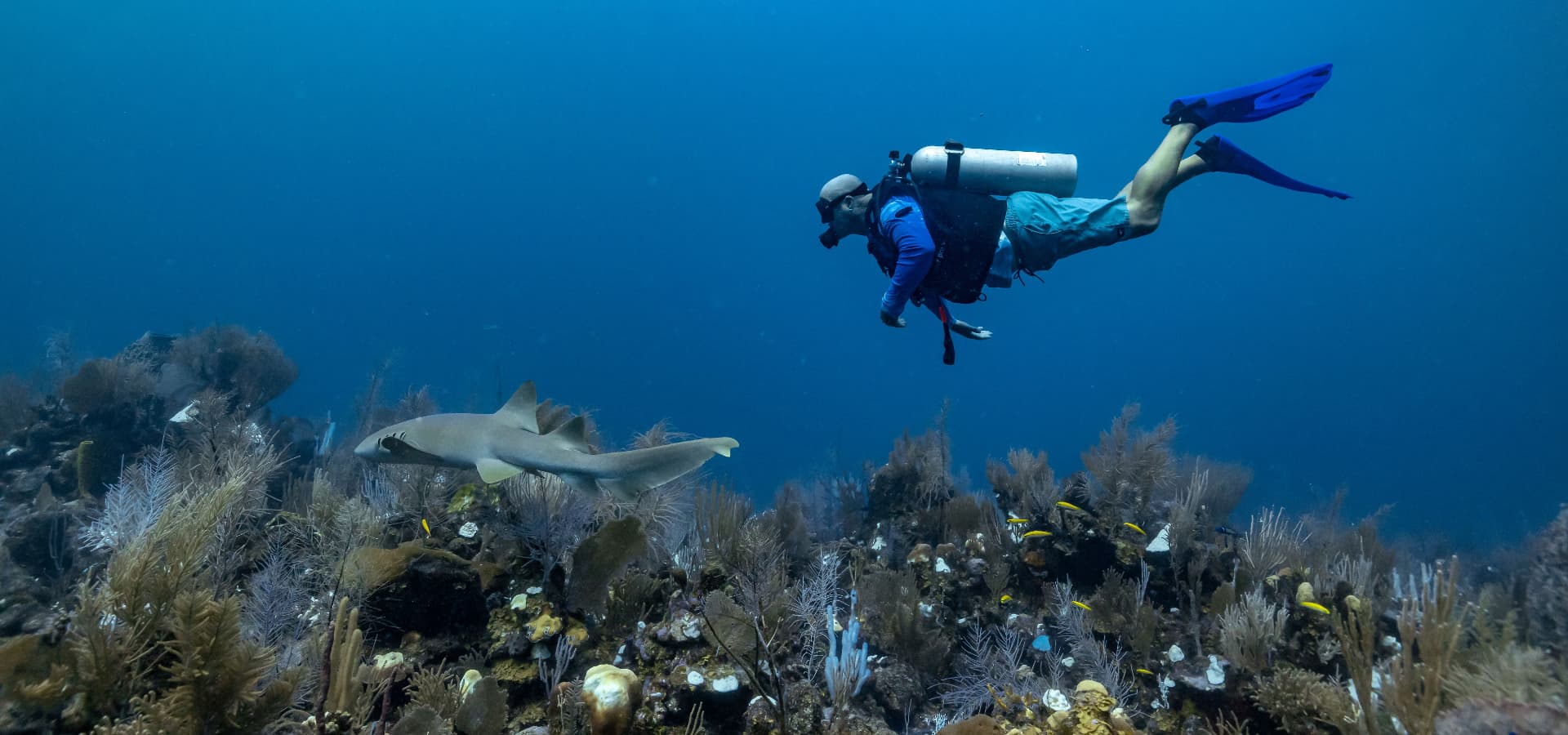 A diver swims near a shark amidst vibrant coral reefs underwater.