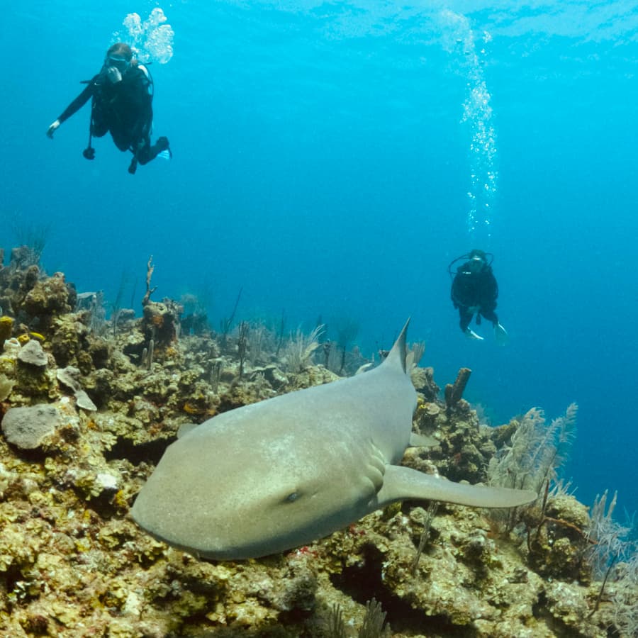 A diver observes a large shark swimming near a coral reef.