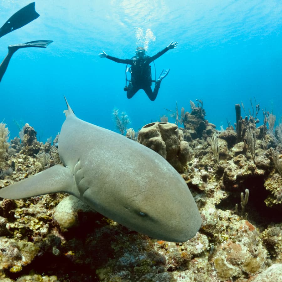A diver floats above a large shark among coral reefs in clear blue water.