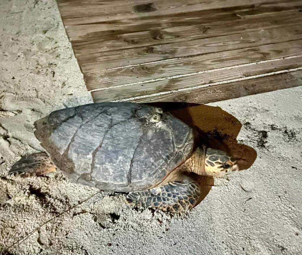 A turtle crawls on sandy beach near a wooden platform at night.