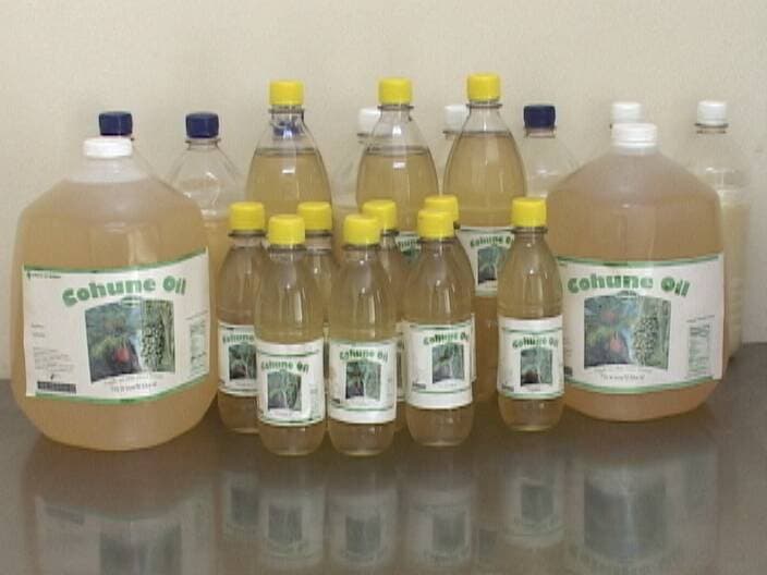A variety of bottles and containers filled with colehune oil are displayed together on a table.