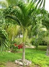 A tall palm tree surrounded by green grass and rocks.