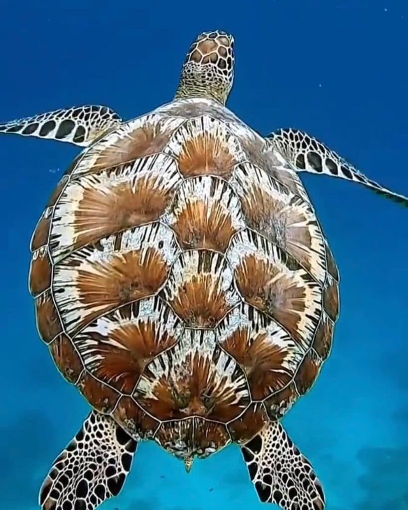 A sea turtle swims gracefully underwater against a blue background.