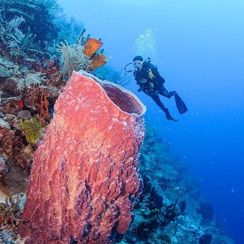 A diver explores a vibrant coral reef with a large pink sea sponge in the foreground.