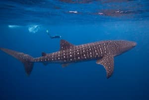A whale shark swims gracefully in clear blue water, with a diver nearby.
