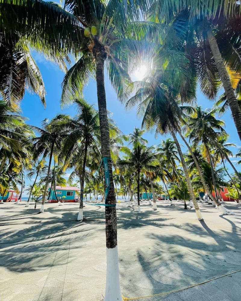 Sunlight filters through tall palm trees in a tropical setting.