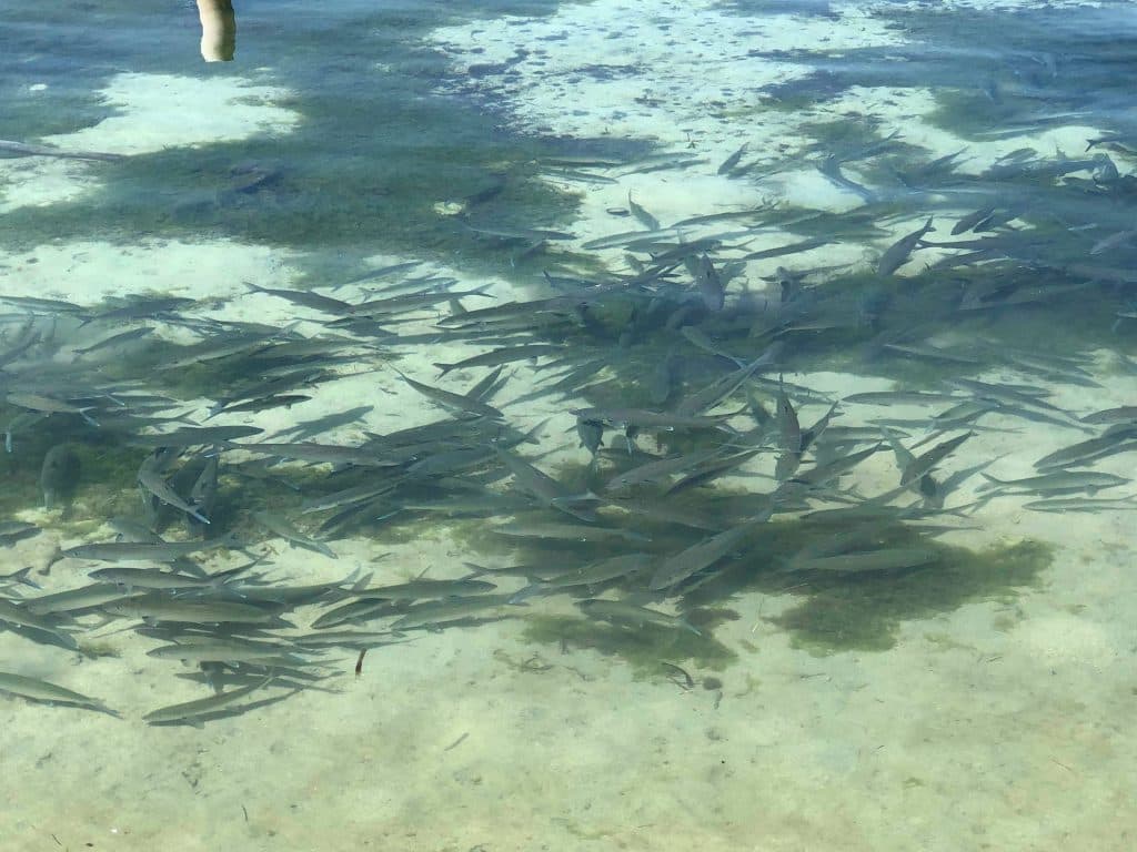 A large school of fish swimming in shallow, clear water.