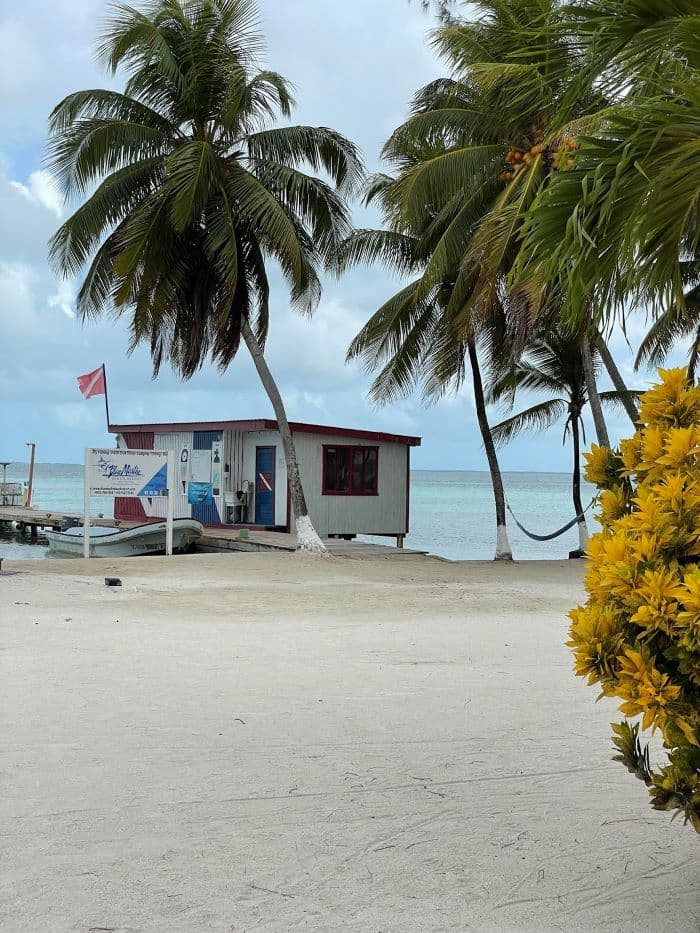 A beachside shack surrounded by palm trees and vibrant yellow flowers, with the ocean in the background.