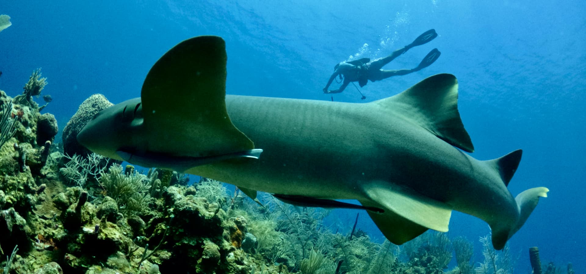 A diver swims near a large shark amidst vibrant coral underwater.