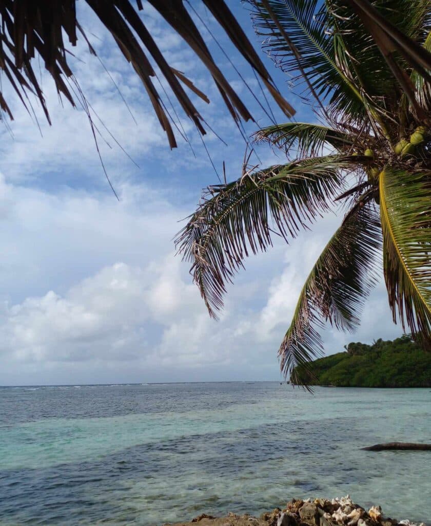 A palm tree leans over a serene, turquoise ocean under a partly cloudy sky.