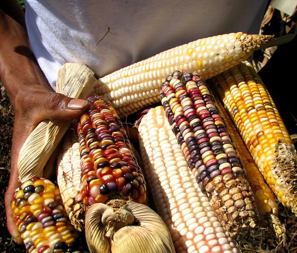 A person holds various colorful ears of corn, showcasing different varieties.