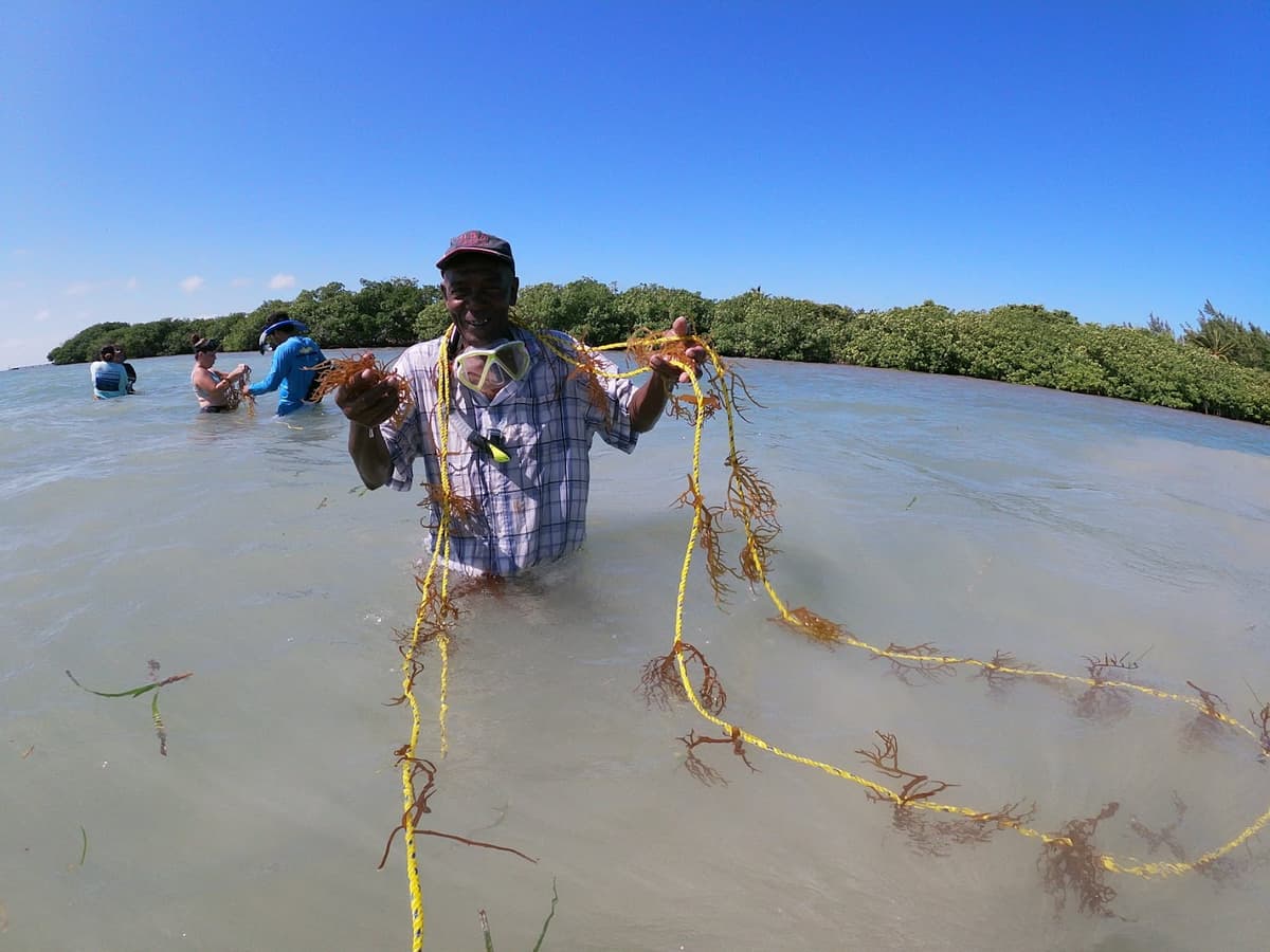 A man harvesting seaweed in the ocean