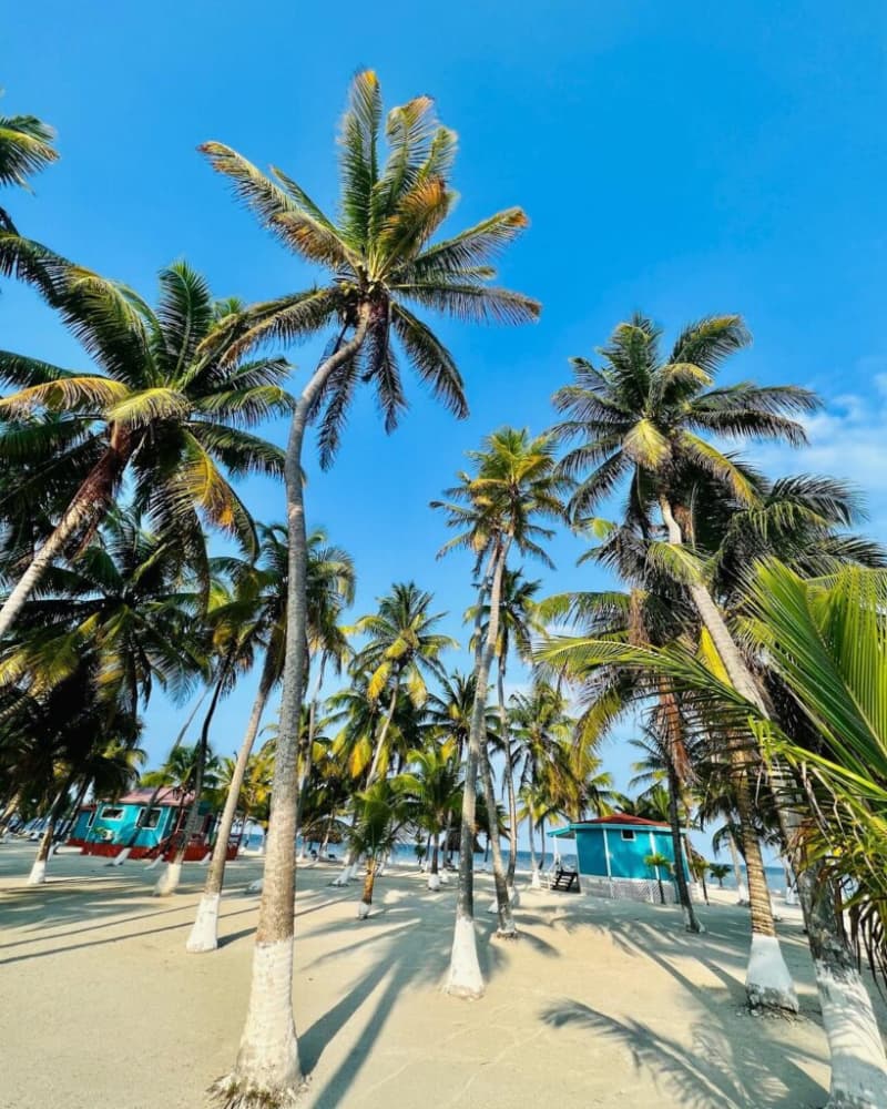 A white sand beach dotted with palm trees and private cabanas A white sand beach dotted with palm trees and private cabanas