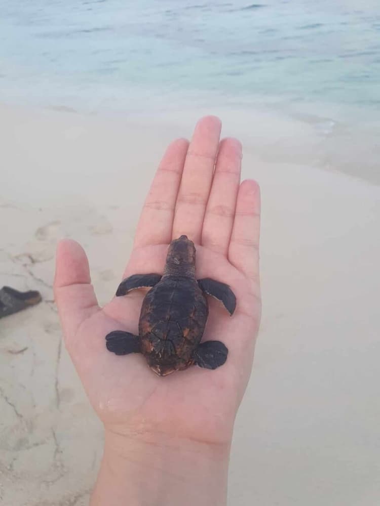 A person holding a baby sea turtle in their hand