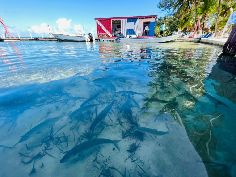 A dock with a tackhouse and 2 boats in front, along with a school of large fish swimming in the waters in the foreground.