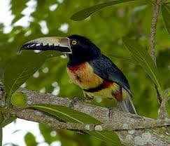 A colorful Belize collared acari