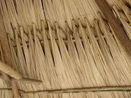 Bay leaf palm branches