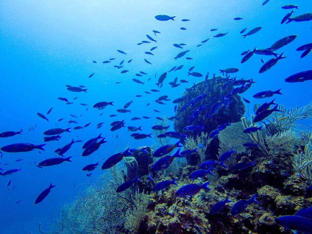 A large group of blue fishing underwater near a coral reef